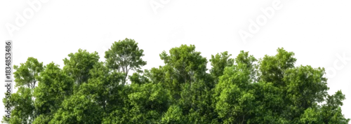 Panel kuchenny z motywem Lush green treetops of a dense forest under a clear blue sky. foliage and natural beauty. ideal for promoting outdoor activities and nature conservation