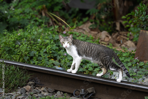 Stray cat walks along a single dark metal railway track amidst green tropical overgrowth.
