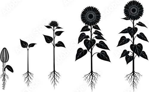 Sunflower growth stages silhouette set showing seed to bloom development for botanical, educational, farming, and nature design themes