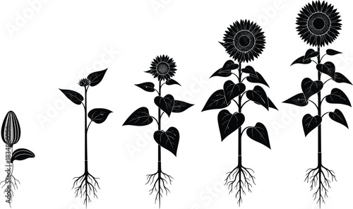 Sunflower growth stages silhouette set showing seed to full bloom development for botanical, farming, nature, and educational design themes