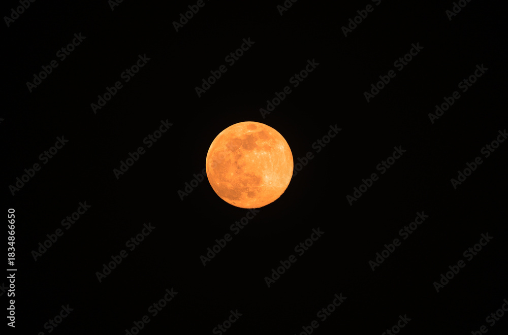 Obraz premium The final full moon of the year, the Cold Moon, is a supermoon visible through various designed vegetation, rising at Tehatta, West Bengal, India, on December 4, 2025, and lighting up the night sky. 