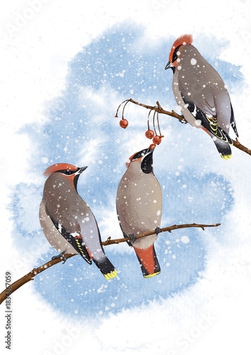 watercolor drawing birds, bohemian waxwing at wild apple branch with fruits and snow in winter, hand drawn wildlife illustration