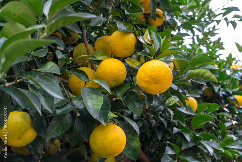 A close-up view of numerous ripe, bright yellow Natsumikan fruits hanging among dense, dark green leaves on a tree branch in Japan.