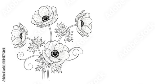 Elegance in Simplicity: A botanical sketch of anemone flowers in graceful outline