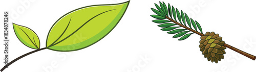 Illustration of green leaves and a pine cone with needles