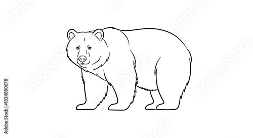 A charming linear drawing of a robust bear figure standing on a white backdrop ready for coloring
