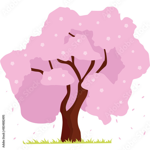 blooming apricot tree illustration
