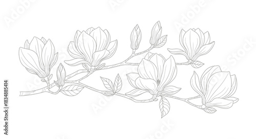 Magnolia blossoms line art with delicate detailing evokes springtime freshness