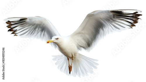 A majestic seagull soaring gracefully through the clear blue sky. wings fully extended. capturing the essence of freedom and natures beauty. ideal for wildlife photography or environmental themes