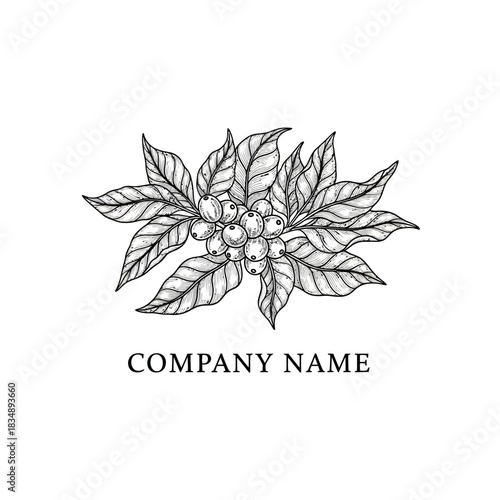 Hand drawn coffee plant branch with leaves and berries logo design.