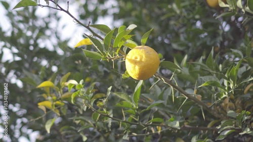 【4K】Bright Yellow Lemon on a Tree with Sharp Thorns (Close-up, Bokeh)