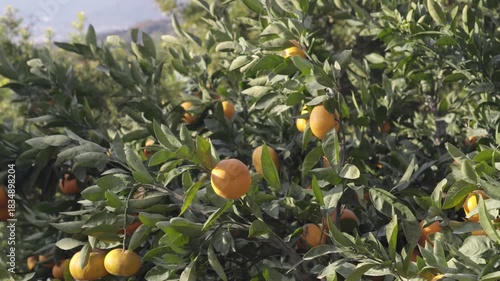 【4K】Ripe Mandarins Nestled Among Lush Green Leaves in a Mountain Orchard