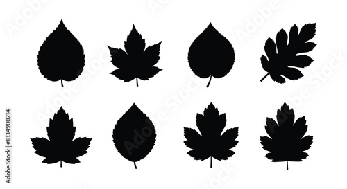 A collection of diverse leaf silhouettes displayed in a simple arrangement