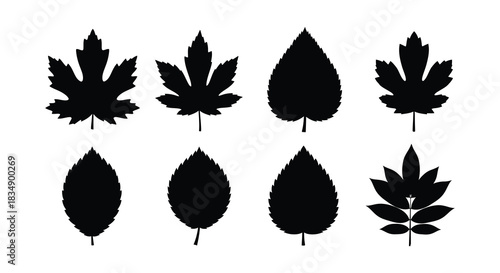A collection of diverse leaf silhouettes displayed in a simple arrangement