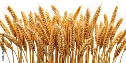 Golden ripe wheat stalks with detailed grains and awns isolated on white background