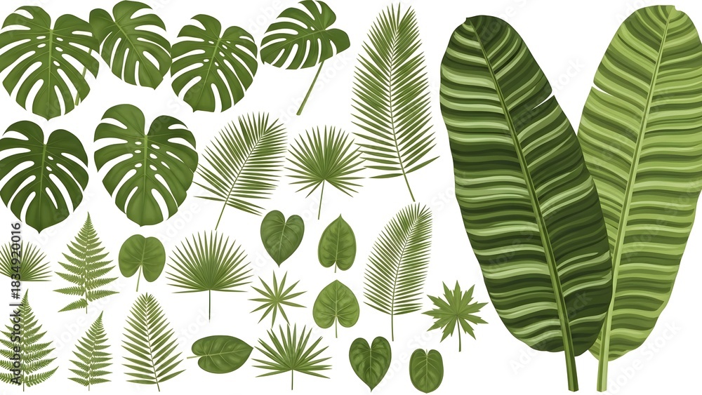 Obraz premium Assorted tropical jungle leaves collection, botanical vector set