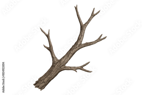 Dry dead tree branch with leafless twigs, natural wood texture, symbolizing barrenness and winter, transparent background