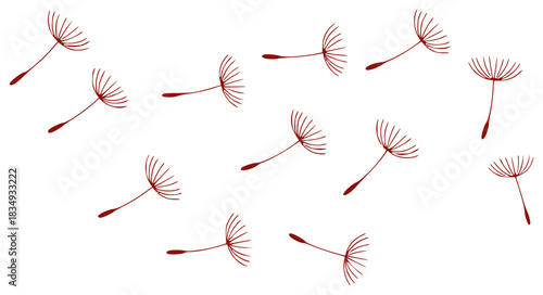 Dandelion Seeds Floating on White Background