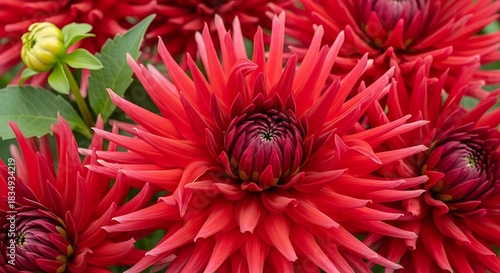 Vibrant red dahlias bloom with intricate petals and a green bud.