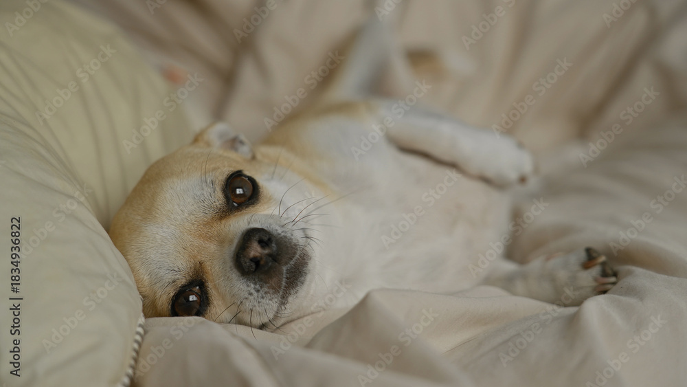 Obraz premium Chihuahua lounging comfortably on a soft bed indoors, capturing a peaceful and cozy home atmosphere for pet lovers.