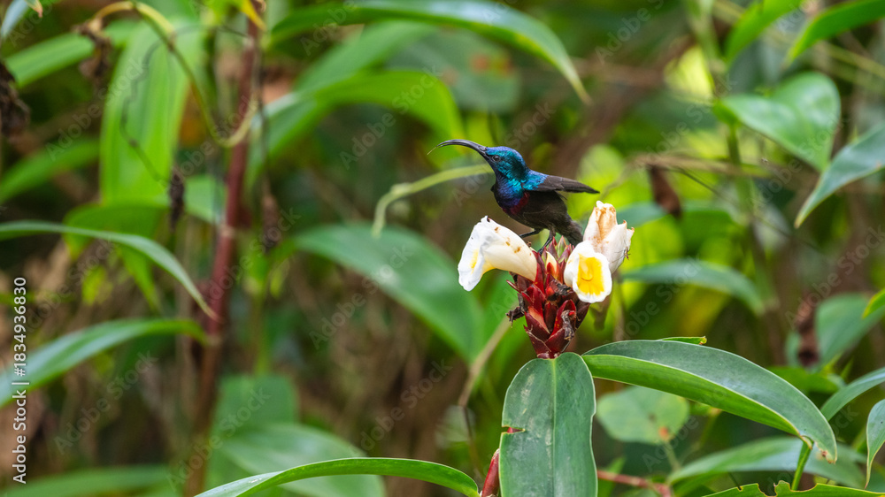 Naklejka premium Loten's sunbird feeds on a tropical forest flower surrounded by lush green foliage