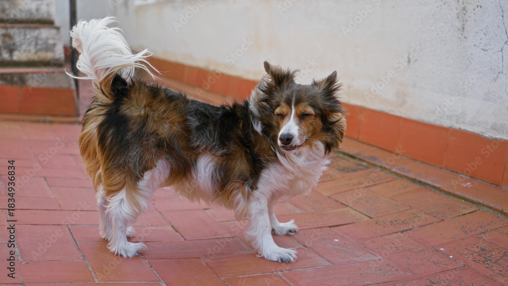 Fototapeta premium Dog with fur blowing stands on a terrace as wind sweeps across the outdoor area of a building, creating a lively and dynamic scene.