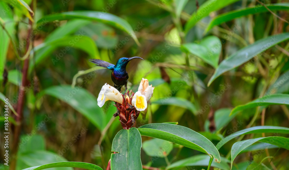 Naklejka premium Loten's sunbird feeds on a tropical forest flower surrounded by lush green foliage