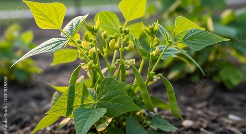 Young green bean plant with developing pods and flowers grows in soil.