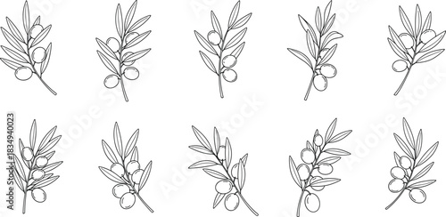 Olive Branch Line Art Set – Botanical Leaves & Olives, Minimal Floral Outline Vector