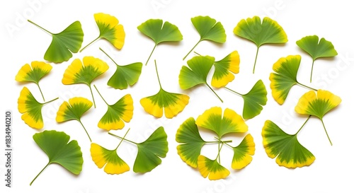 Ginkgo biloba leaves display a gradient of green to yellow on white background.