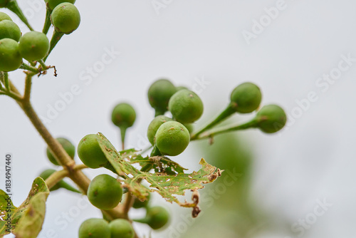 Bunch of fresh pea eggplant growing on tree branch