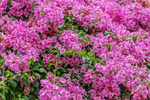 Bougainvillea glabra, lesser bougainvillea or paperflower is the most common species of bougainvillea used for bonsa