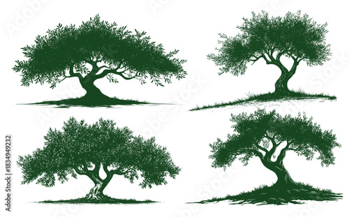 A collection of olive trees