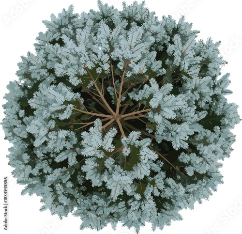 Top View of Blue Spruce or Conifer Tree, Realistic Architectural Visualization Asset, Green and Blue Foliage Shrub, High-Quality Render for Landscape and Architecture Plans Isolated on White.
