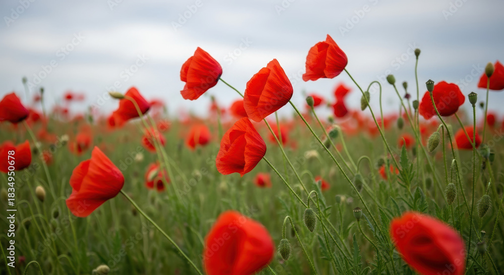 Fototapeta premium Vivid red poppies field for Remembrance Day 11, flowers stand tall against cloudy sky in solemn tribute. Poppies blooming evoke Remembrance Day 11, symbolizing respect and sacrifice.