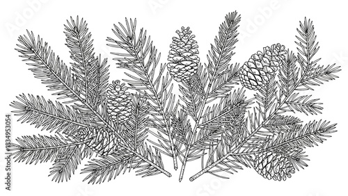 Elegant monochrome vector illustration of pine branches and cones for winter design
