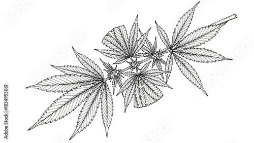 Detailed botanical illustration of cannabis sativa plant with intricate leaf patterns