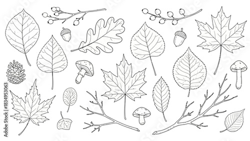 Detailed line art autumn elements with leaves, mushrooms, acorns and branches