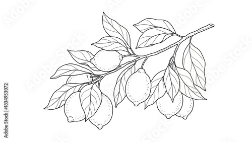 Elegant lemon branch illustration with detailed leaves and textured fruits in black and white