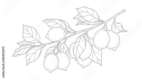 Elegant lemon branch drawing in outline style, botanical illustration on white background