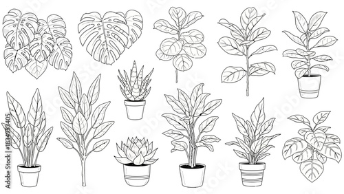 Collection of various hand-drawn outlined house plants in pots, botanical illustration