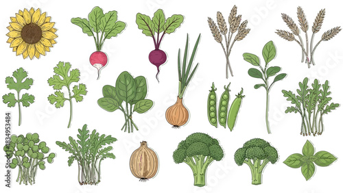 A vibrant medley of fresh, hand-drawn vegetables and greens illustration perfect for culinary designs