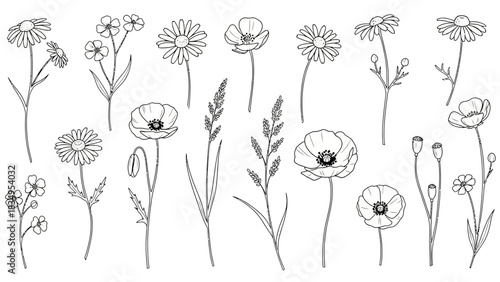 Botanical illustration featuring a variety of hand-drawn flowers and plants on a white background