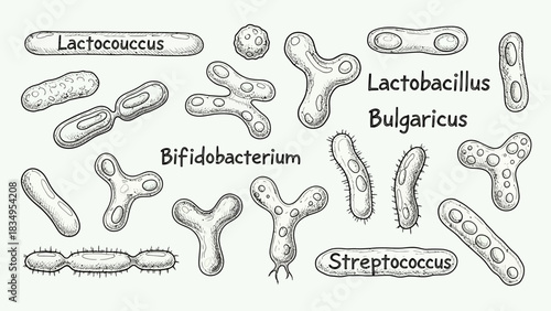 Various probiotic bacteria shapes including lactobacillus, bifidobacterium, streptococcus