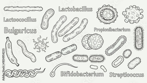 Vector illustration of various probiotic bacteria types beneficial for human health