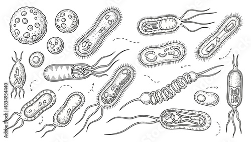 Detailed illustration of diverse bacteria types in monochrome doodle style