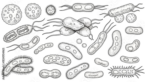 Detailed sketch of various bacteria and viruses isolated on white background