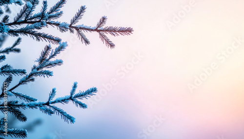 Blue spruce and pine branches dusted with white frost and snow capture the cold winter christmas season nature