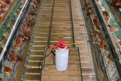 Protecting Poultry With Disinfectant Spray on Chicken Farms