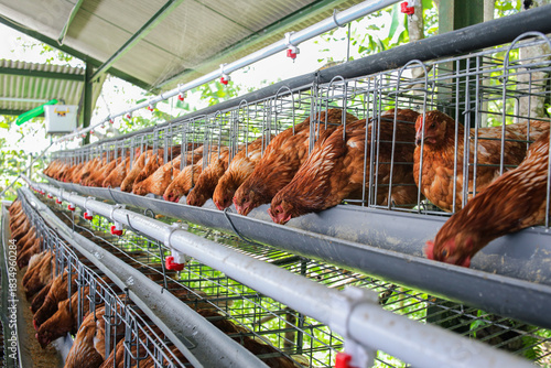 Sustainable Poultry Farming With Healthy Chickens on Modern Farm